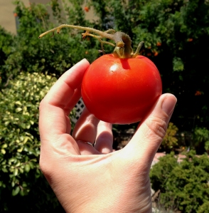 The First, Juicy, Red Tomato From My Organic Container Gardens